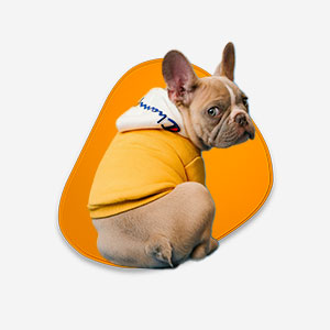 Coleção: Pets